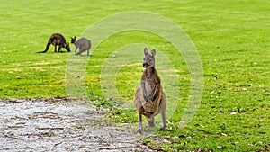 Kangaroos foraging in the grass on a rainy day in Pemberton WA