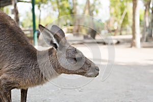 Kangaroos at Gan Garoo