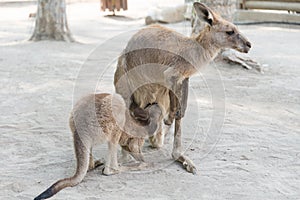 Kangaroos at Gan Garoo