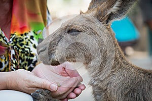 Kangaroos at Gan Garoo