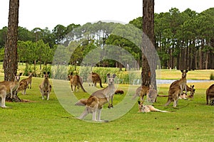 Kangaroos on a golf course