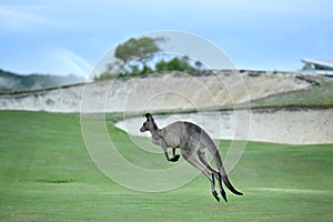 Kangaroos on a golf course