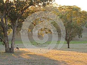 Kangaroos on the grassland under sunshine