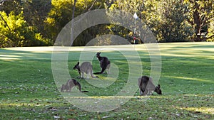 Kangaroos graze the grass on a golf course