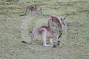 Kangaroos Having an Afternoon Snack at Coombabah photo