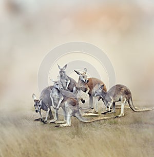 Kangaroos