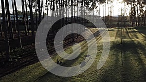 Kangaroos Hope Island Golf Course, morning light 5 am