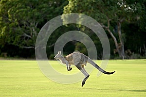 Kangaroos on a golf course