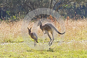 Kangaroos hopping away