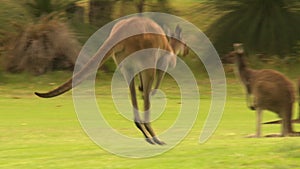 Kangaroos hopping away from golf ball