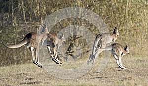 Kangaroos