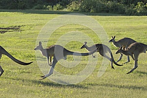 Kangaroos jumping across a green field