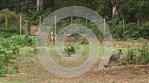 Kangaroos jumping through a farmers paddock