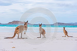 Kangaroos at Lucky Bay in Australia