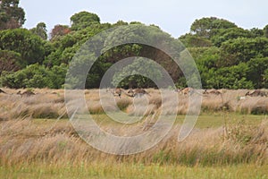 Kangaroos in Meadows