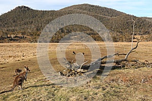 Kangaroos in a paddock - Orroral Valley