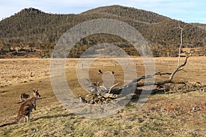 Kangaroos in a paddock - Orroral Valley photo