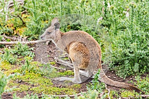 Kangaroos in Phillip Island Wildlife Park, Australia