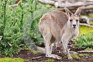 Kangaroos in Phillip Island Wildlife Park, Australia.