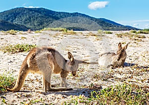 Kangaroos relax and sunbake on Aussie beach