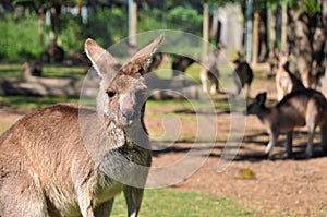 Kangaroos in a reserve