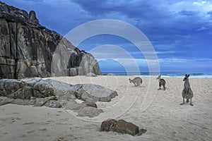 kangaroos on a rocky beach in South West Rocks in Australia