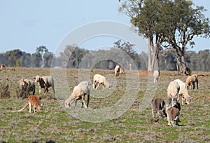 Kangaroos and sheep grazing