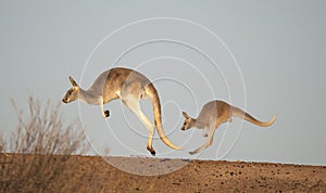 Kangaroos in Sturt National Park photo