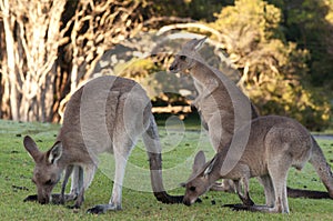 Kangaroos at Sunrise