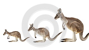 Kangaroos in various poses, isolated on white background, sequential movement