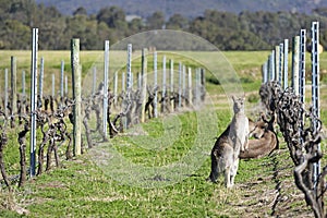 Kangaroos