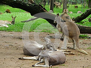 Kangaroos and wallabies in Lone Pine, Brisbane