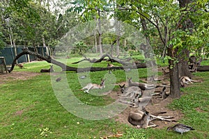 Kangaroos & wallabies resting