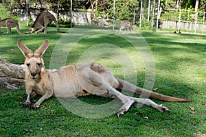 Kangaroos in zoo, Australia