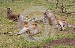 Kangaros resting in Hobart Tasmania