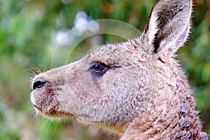 Kangarro portrait