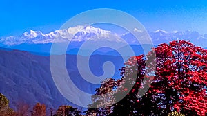 The Kangchenjunga with Rhododendron photo