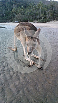 Kangeroo on the beach