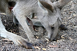 Kangeroo Close Up