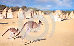 Kanggaroo family jump in Pinnacles rock park in Nambung desert