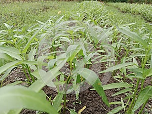 Kangkung adalah tanaman sayuran yang banyak diminati oleh masyarakat photo