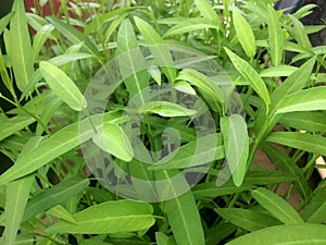 Kangkung or Kale green planted in polybags is ready to be harvested photo