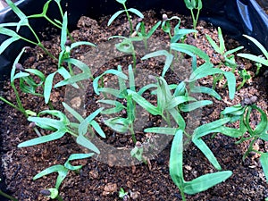 Kangkung or kale green or spincah water plant seeds begin to grow in the polybags photo