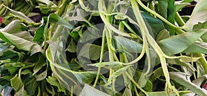 Kangkung plant from traditional market photo