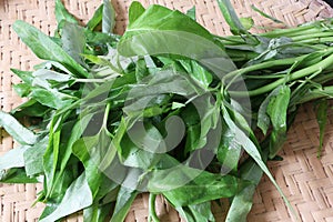 Kangkung or Water spinach photo