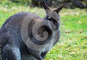 Kangoroo Australia Wildlife enjoying the sunny day