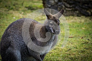 Kangoroo Australia Wildlife enjoying the sunny day