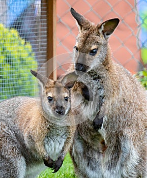 Kangoroo and her youngster