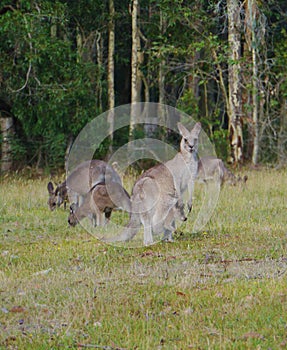 Kangoroo with a joey in the pouch