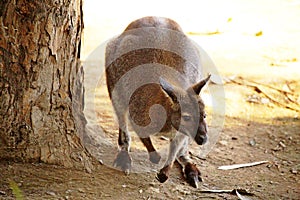 Kangoroo standing on ground near a tree trunk